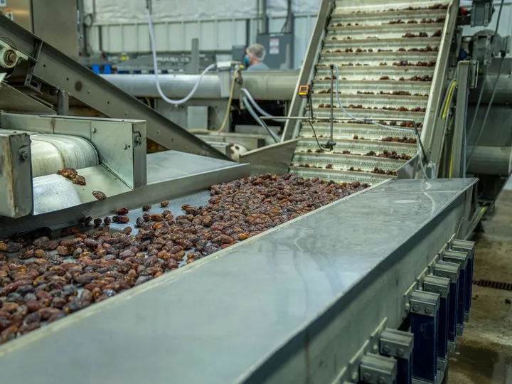 Dates moving through machinery on a food-processing line
